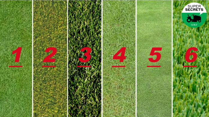 6 loại cỏ phổ biến trên sân golf và ảnh hưởng của chúng đến ván đấu của bạn