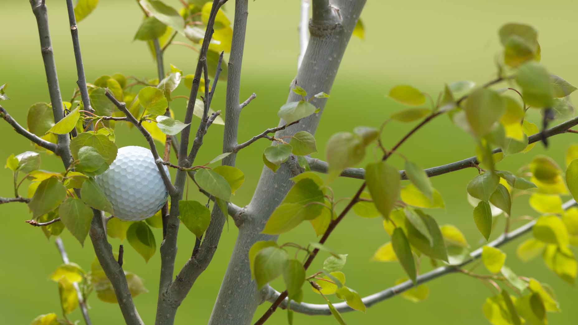 Luật golf: Bóng đậu trên cành cây ngoài OB, có được tuyên bố bóng không đánh được?